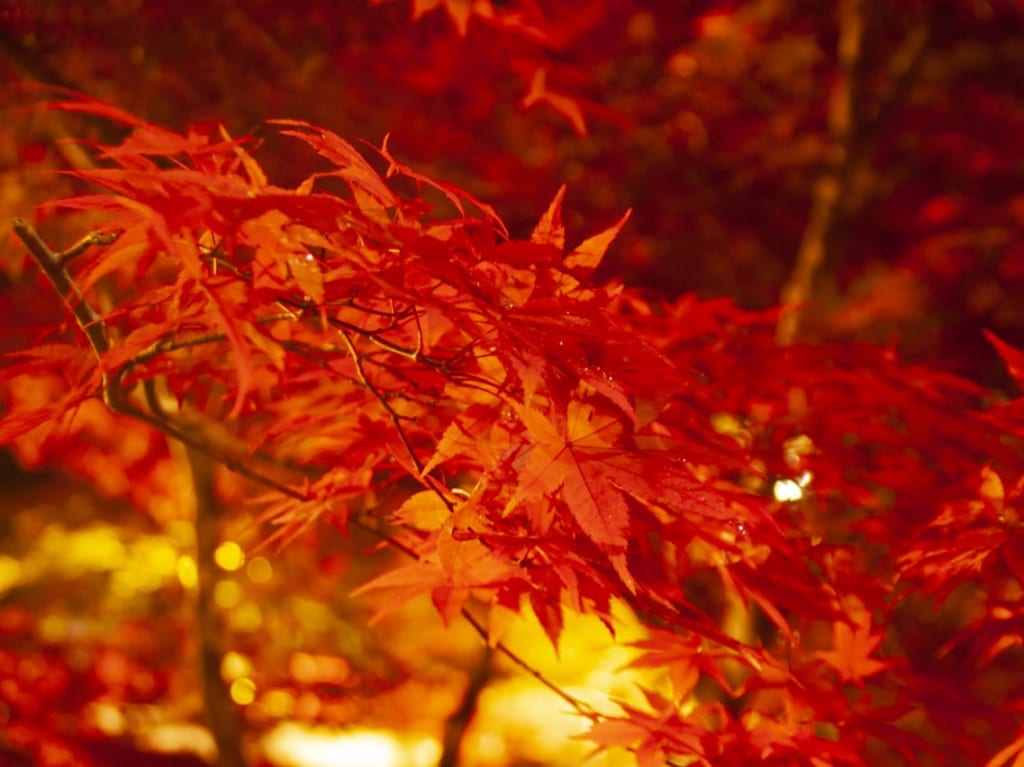紅葉ライトアップ イメージ画像