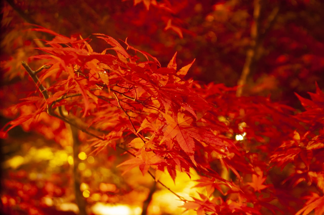 紅葉ライトアップ イメージ画像