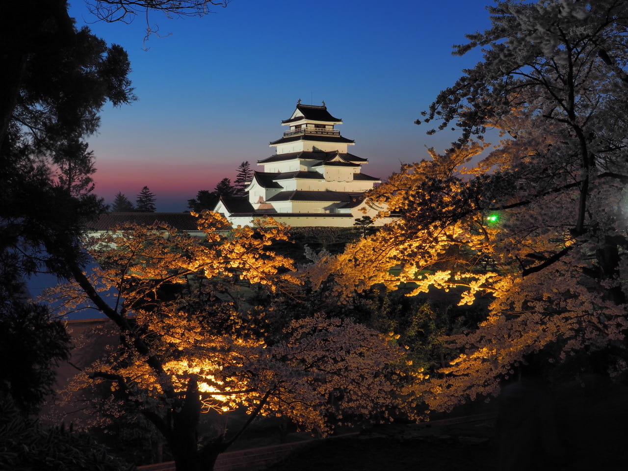 鶴ヶ城　桜　ライトアップ