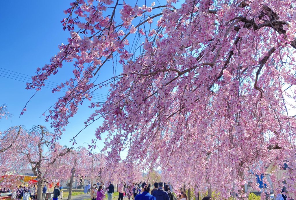 喜多方　枝垂れ桜