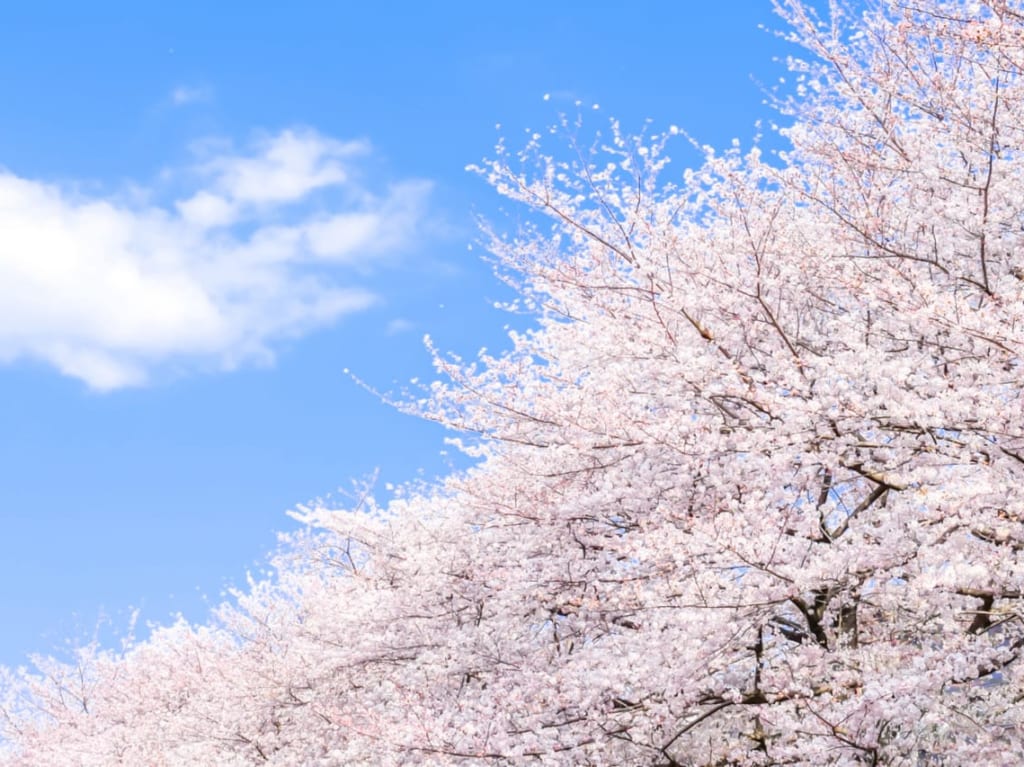 桜