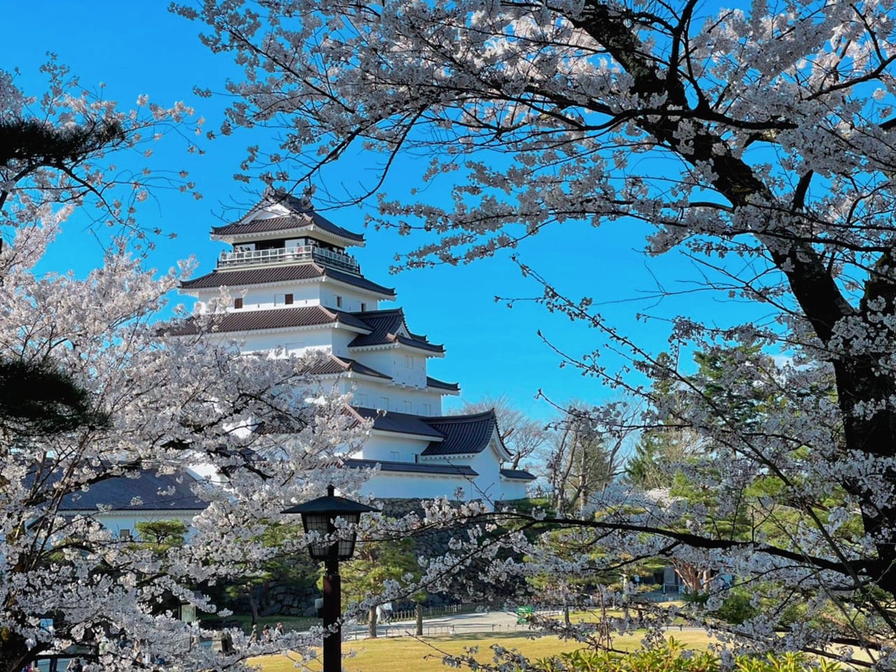 鶴ヶ城　桜