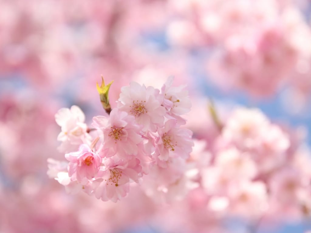 桜