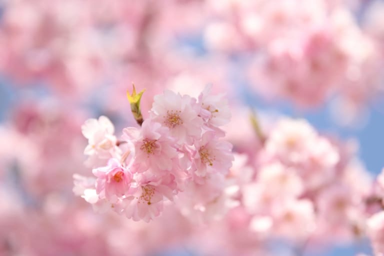 桜