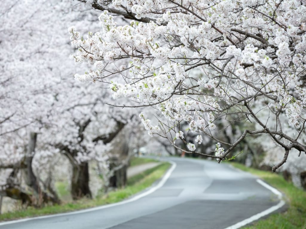 桜並木
