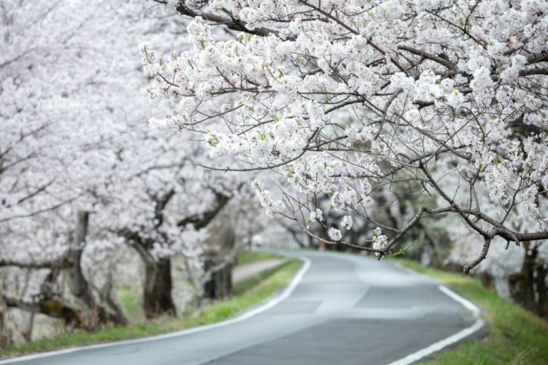 桜並木