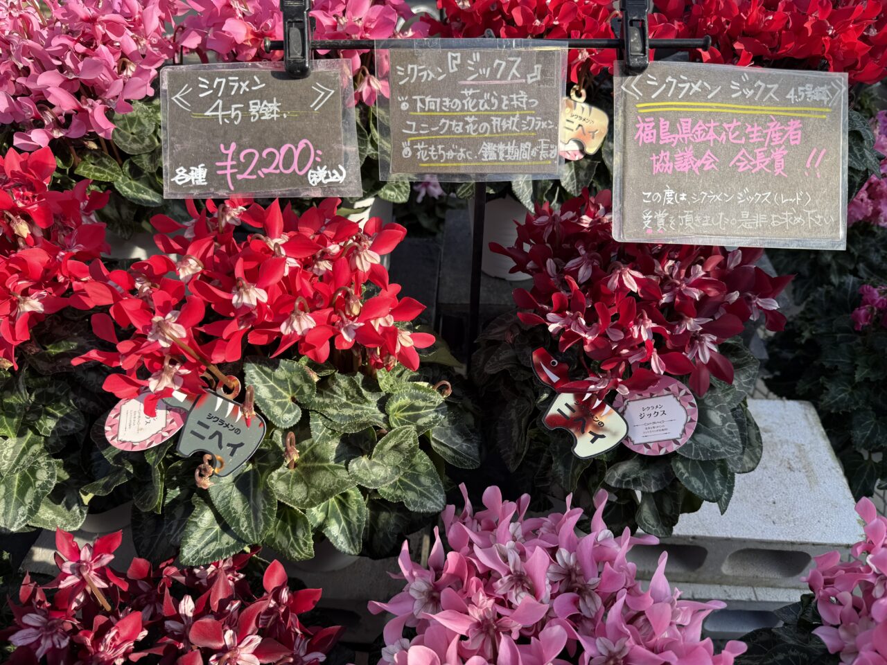 2025年ニヘイシクラメン