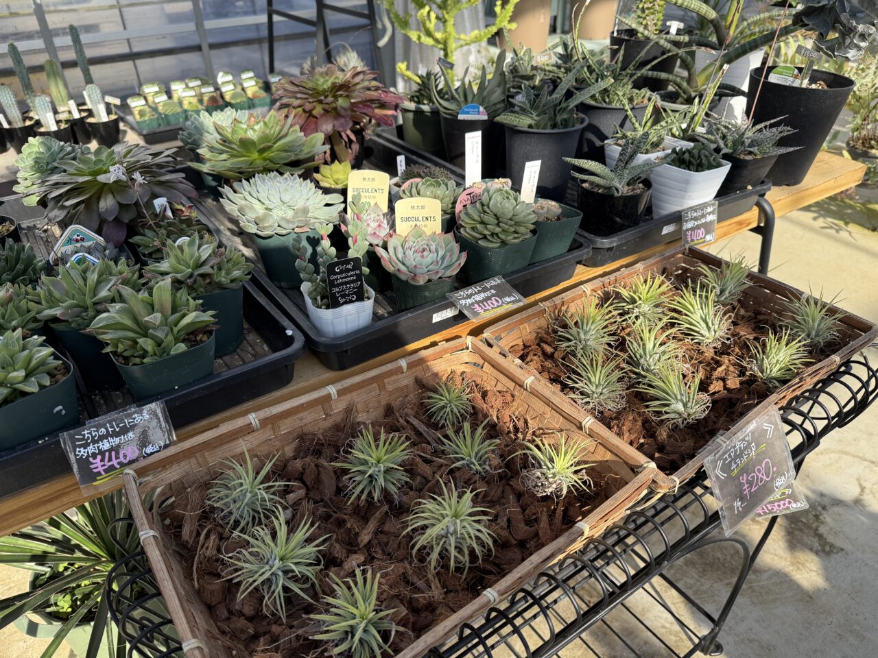 2025年ニヘイサボテン