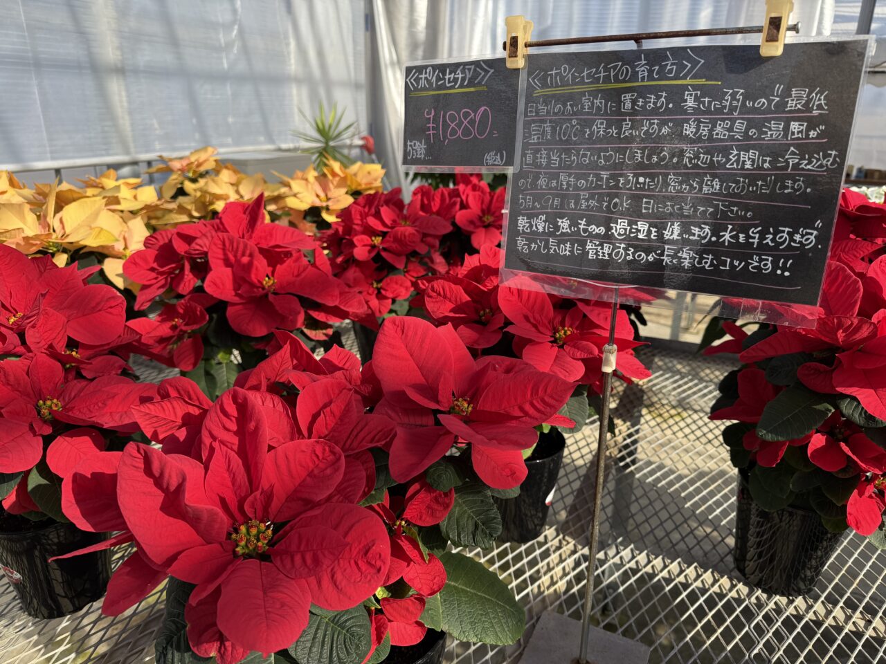 2025年ニヘイポインセチア説明