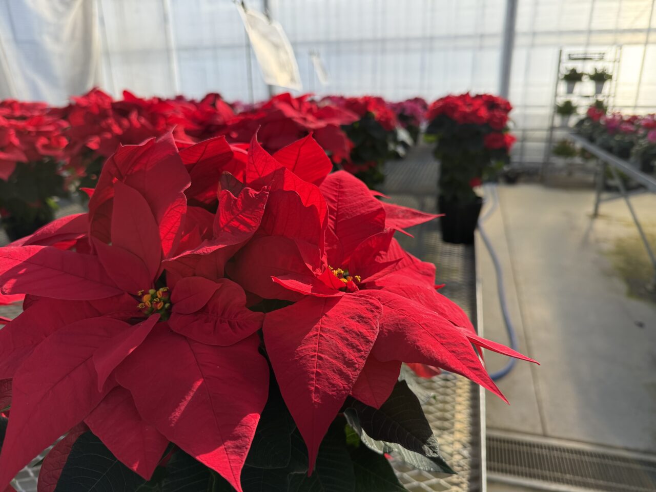 2025年ニヘイポインセチア赤