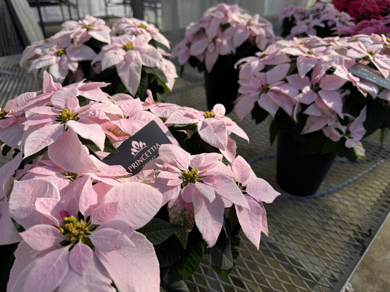 2025年ニヘイポインセチアピンク