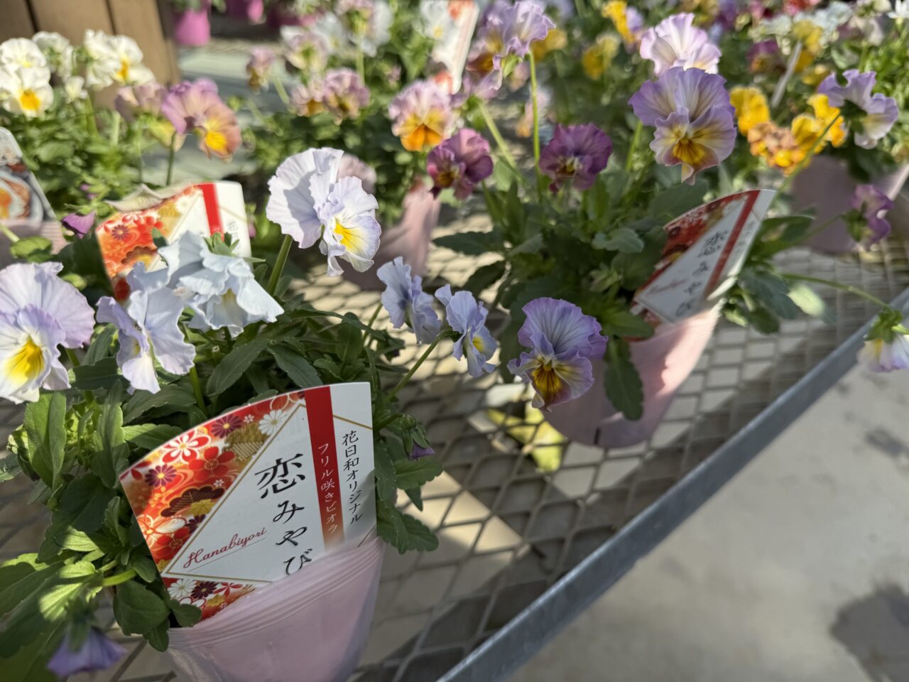 2025年ニヘイビオラ