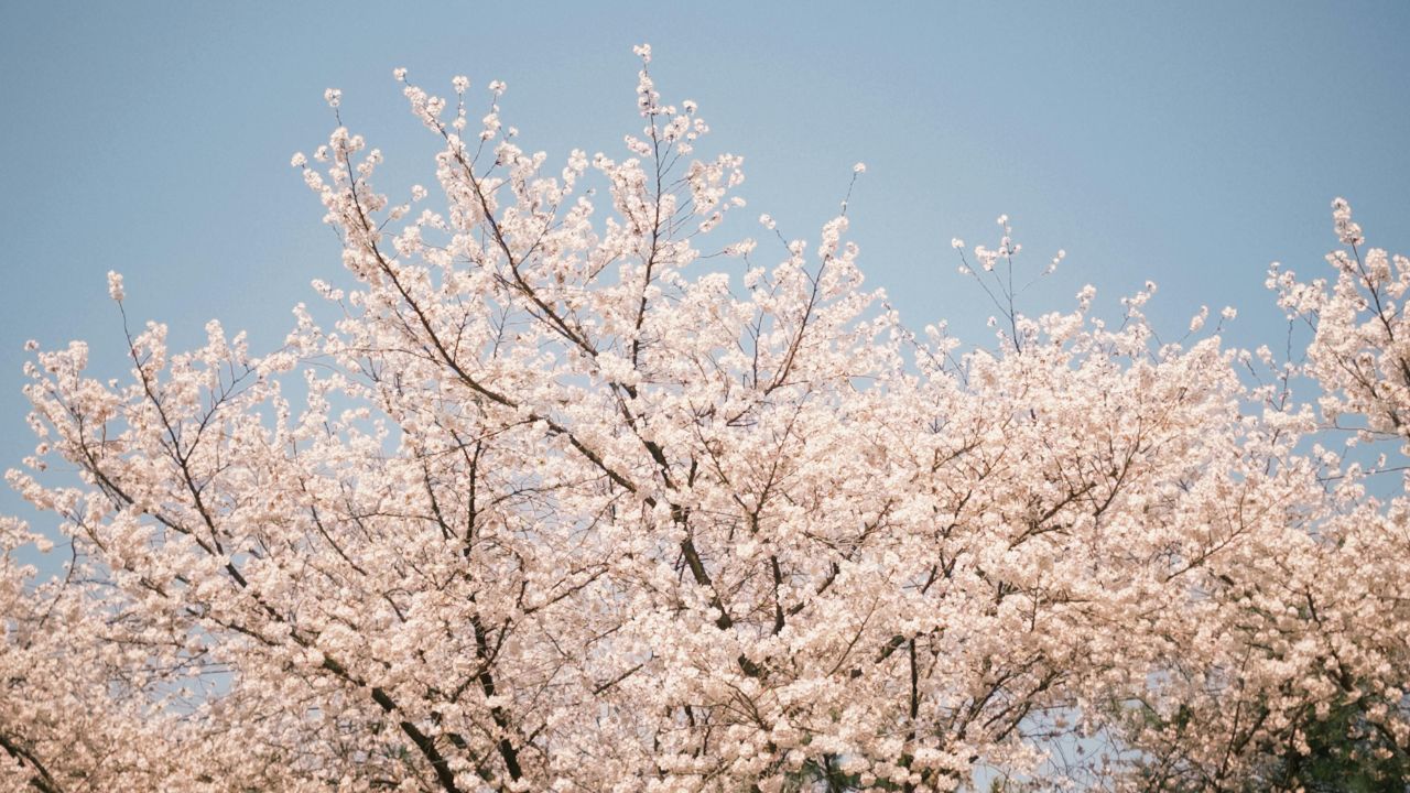 2026年はるいち2