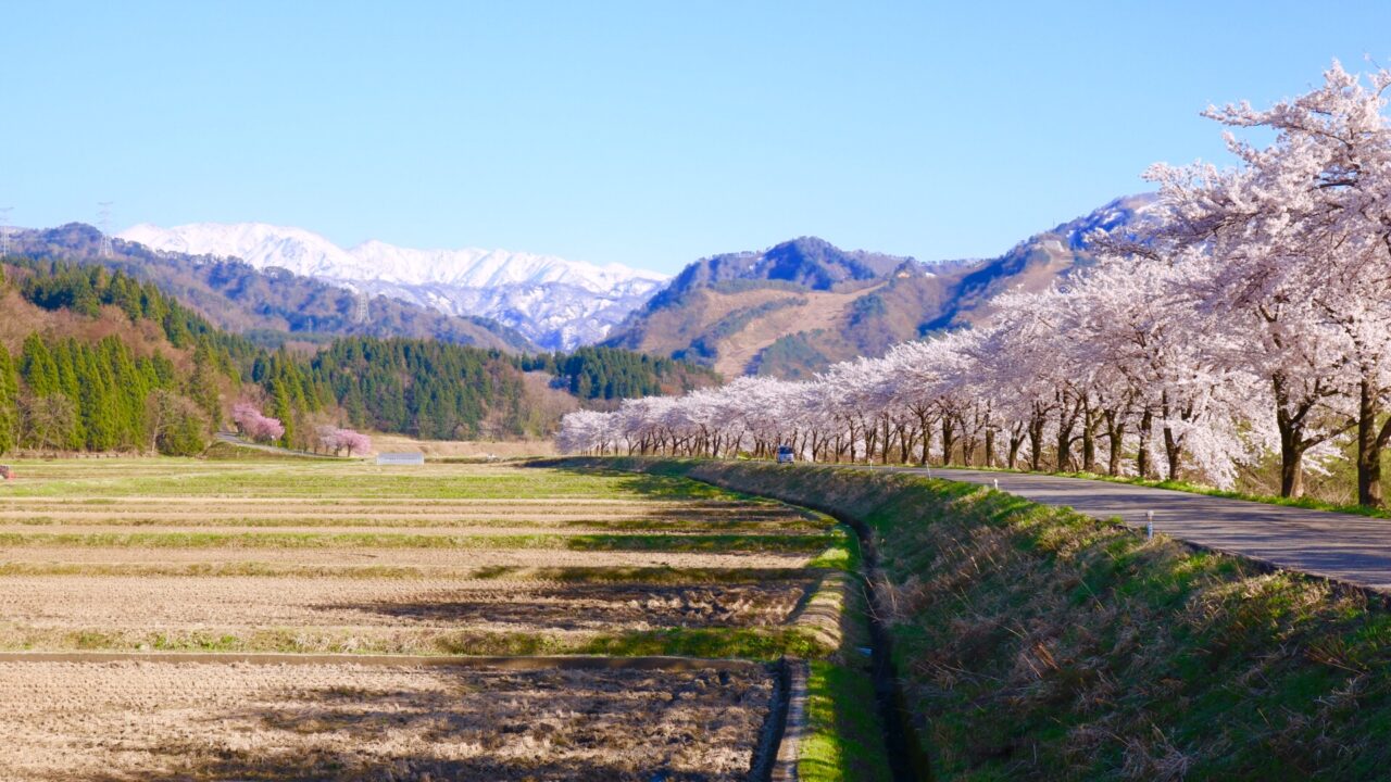 2026年さくらまつり2