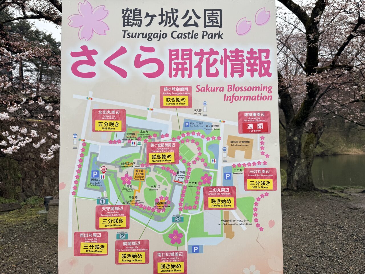 2026年鶴ヶ城桜1