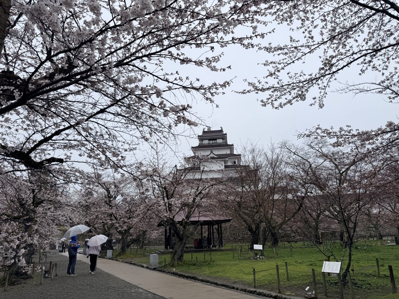 2026年鶴ヶ城桜6