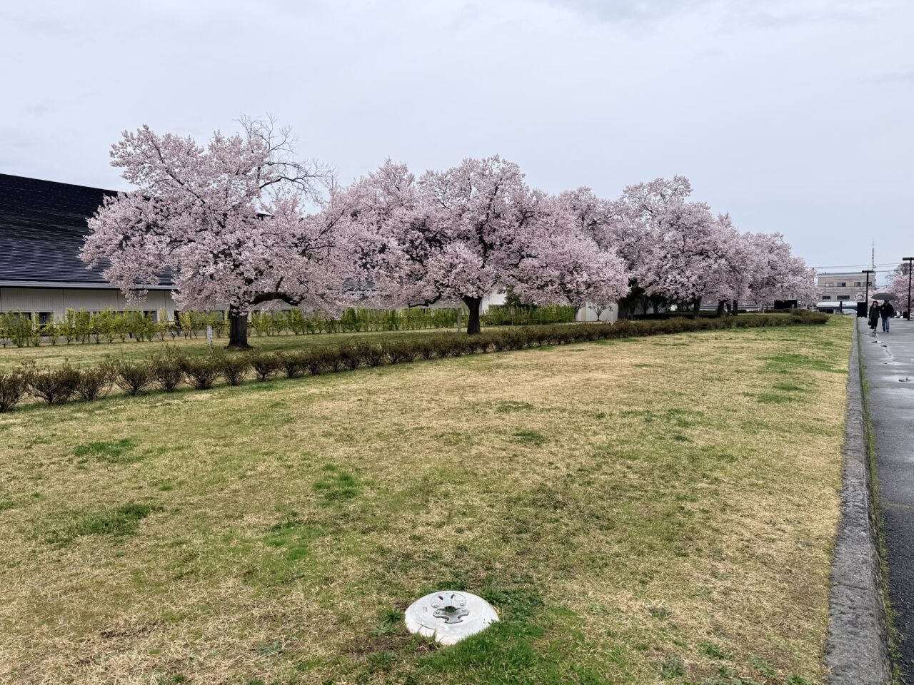 2026年鶴ヶ城桜7