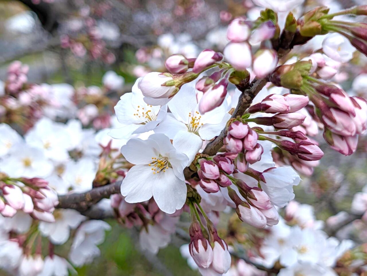 2026年観音寺川桜4