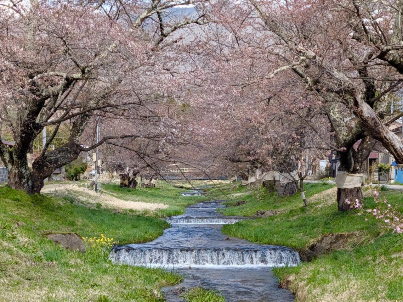 2026年観音寺川桜5