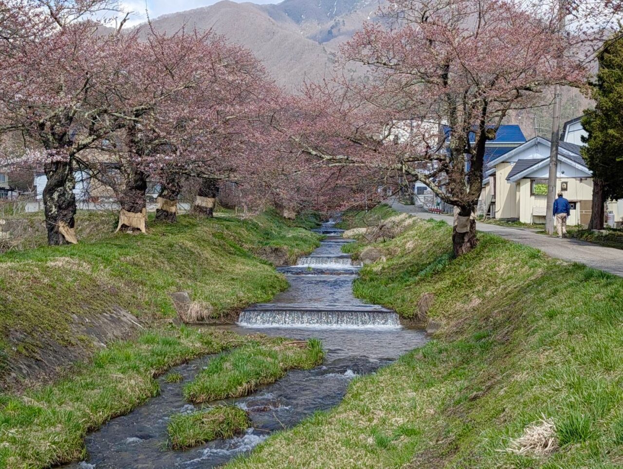 2026年観音寺川桜2