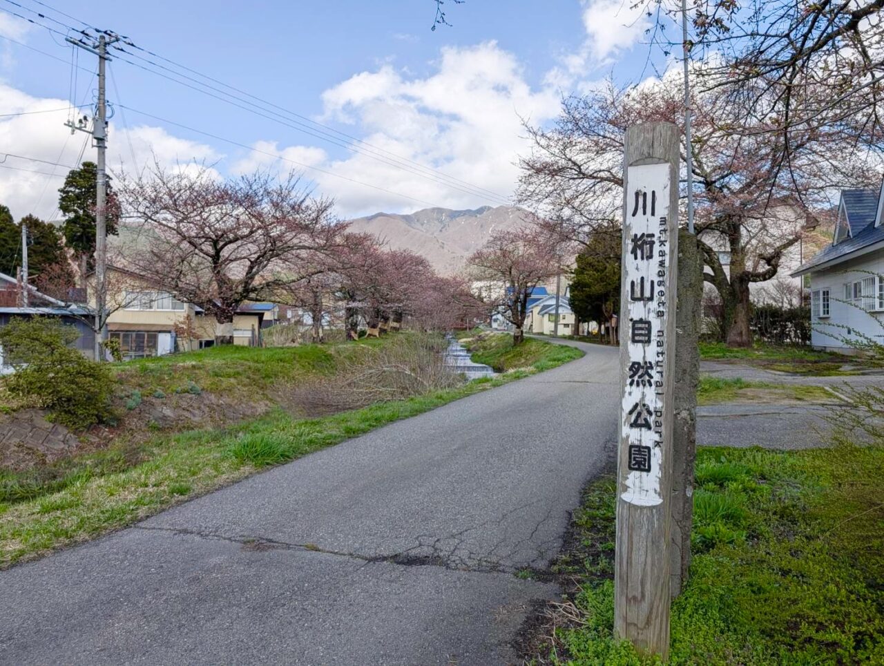 2026年観音寺川桜1