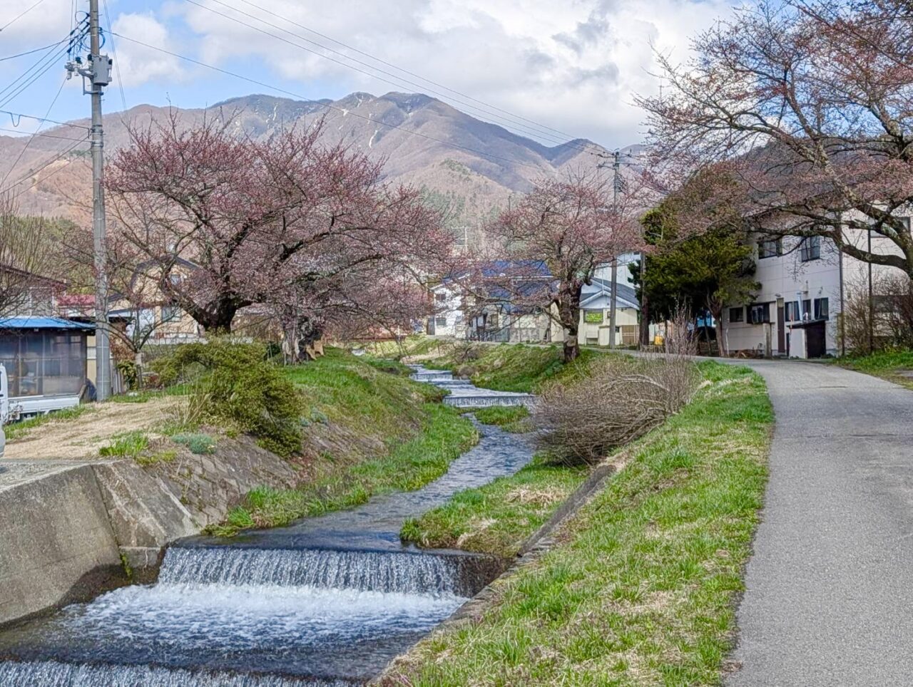 2026年観音寺川桜3