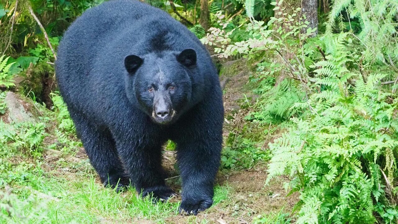 2026年ツキノワグマ出没特別注意報1