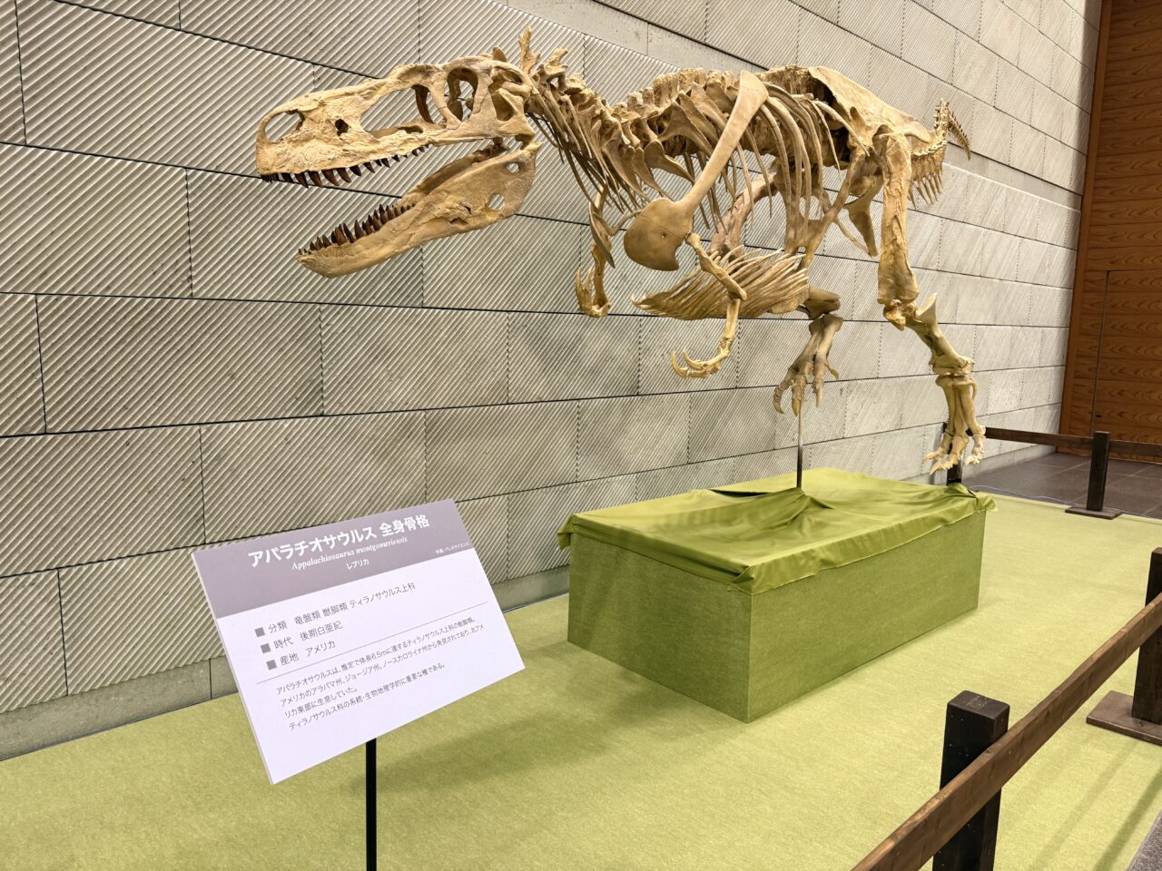 2026大恐竜展8