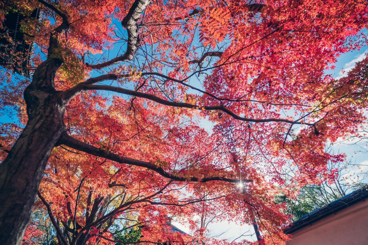 2026年紅葉のつどい1