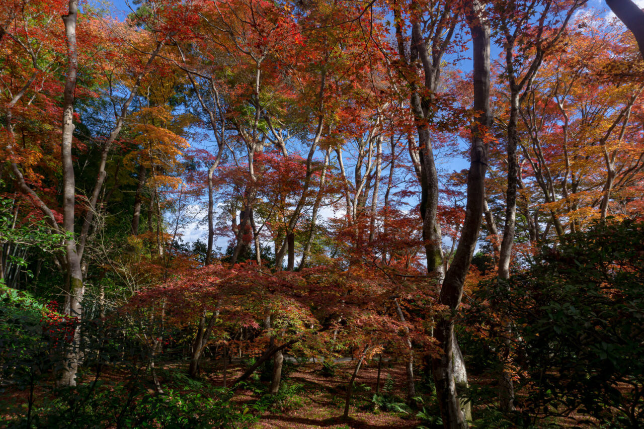 2026年紅葉のつどい2